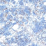 Immunohistochemistry - Anti-IBP160 Antibody (A80590) - Antibodies.com