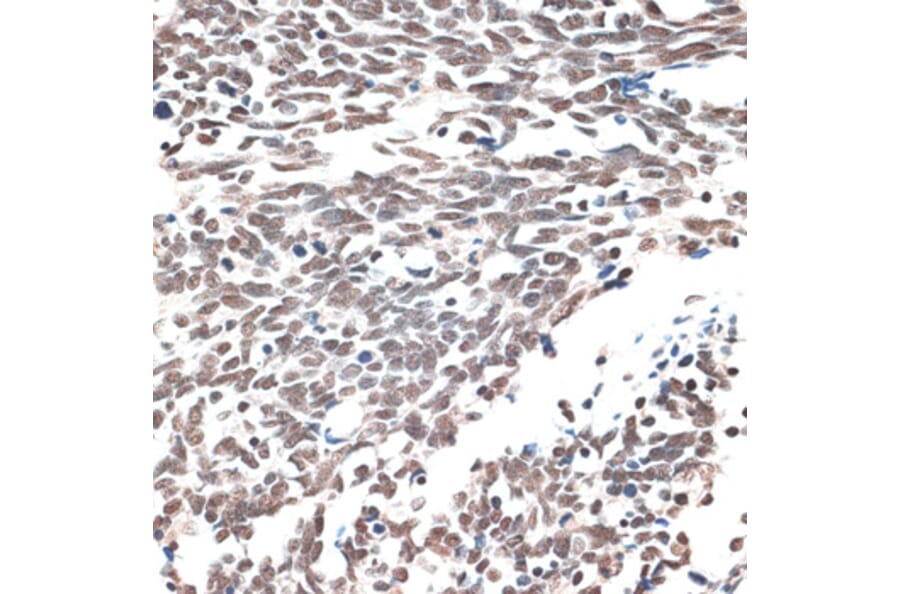 Immunohistochemistry - Anti-IBP160 Antibody (A80590) - Antibodies.com