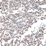 Immunohistochemistry - Anti-IBP160 Antibody (A80590) - Antibodies.com