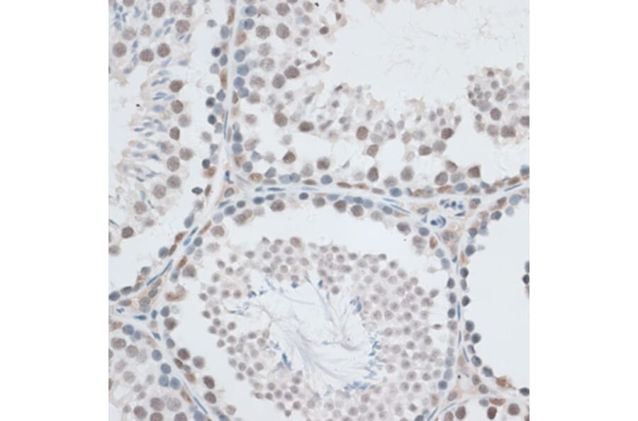 Immunohistochemistry - Anti-IBP160 Antibody (A80590) - Antibodies.com