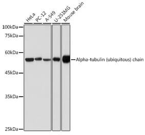 Western Blot - Anti-Tubulin Antibody (A80592) - Antibodies.com