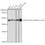 Western Blot - Anti-Tubulin Antibody (A80592) - Antibodies.com