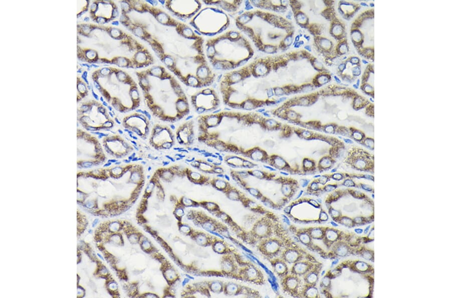 Immunohistochemistry - Anti-Tubulin Antibody (A80592) - Antibodies.com