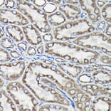 Immunohistochemistry - Anti-Tubulin Antibody (A80592) - Antibodies.com