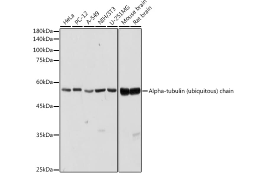 Western Blot - Anti-Tubulin Antibody (A80593) - Antibodies.com