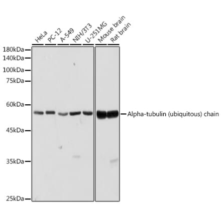 Western Blot - Anti-Tubulin Antibody (A80593) - Antibodies.com