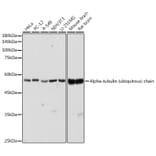 Western Blot - Anti-Tubulin Antibody (A80593) - Antibodies.com