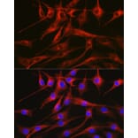 Immunofluorescence - Anti-Tubulin Antibody (A80593) - Antibodies.com