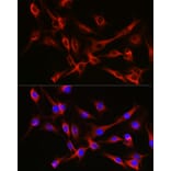 Immunofluorescence - Anti-Tubulin Antibody (A80593) - Antibodies.com