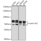 Western Blot - Anti-Lamin A + C Antibody (A11801) - Antibodies.com
