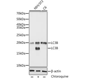 Western Blot - Anti-LC3B Antibody (A80596) - Antibodies.com