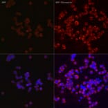 Immunofluorescence - Anti-LC3B Antibody (A80596) - Antibodies.com