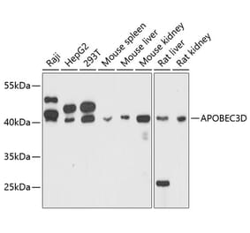 Western Blot - Anti-APOBEC3D Antibody (A80599) - Antibodies.com