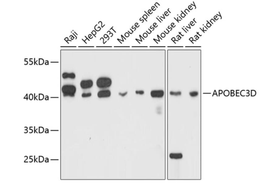 Western Blot - Anti-APOBEC3D Antibody (A80599) - Antibodies.com