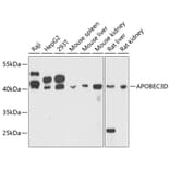 Western Blot - Anti-APOBEC3D Antibody (A80599) - Antibodies.com