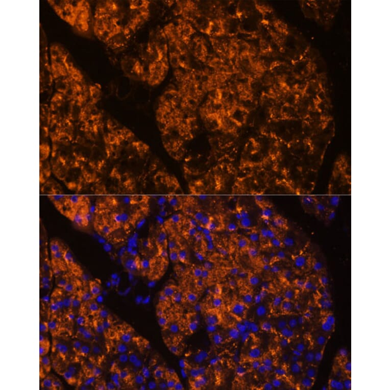 Immunofluorescence - Anti-SERPINI2 Antibody (A80604) - Antibodies.com