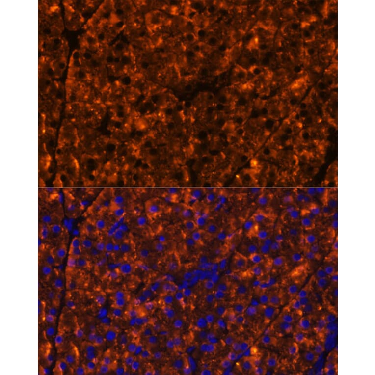 Immunofluorescence - Anti-SERPINI2 Antibody (A80604) - Antibodies.com