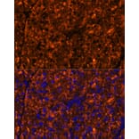 Immunofluorescence - Anti-SERPINI2 Antibody (A80604) - Antibodies.com