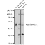 Western Blot - Anti-PEDF Antibody (A80606) - Antibodies.com