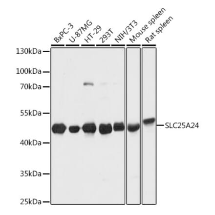 Western Blot - Anti-SLC25A24 Antibody (A80609) - Antibodies.com