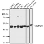 Western Blot - Anti-SLC25A24 Antibody (A80609) - Antibodies.com
