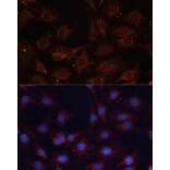 Immunofluorescence - Anti-SLC25A24 Antibody (A80609) - Antibodies.com