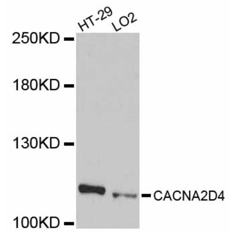 Western Blot - Anti-CACNA2D4 Antibody (A12206) - Antibodies.com