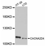 Western Blot - Anti-CACNA2D4 Antibody (A12206) - Antibodies.com