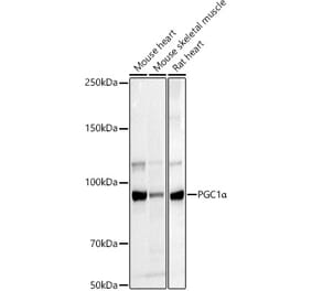 Western Blot - Anti-PGC1 alpha Antibody (A80615) - Antibodies.com