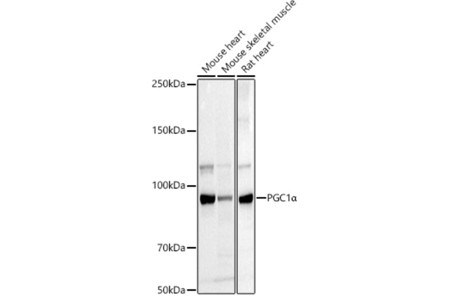 Western Blot - Anti-PGC1 alpha Antibody (A80615) - Antibodies.com