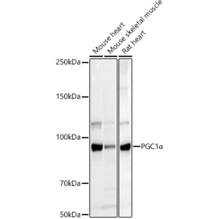 Western Blot - Anti-PGC1 alpha Antibody (A80615) - Antibodies.com