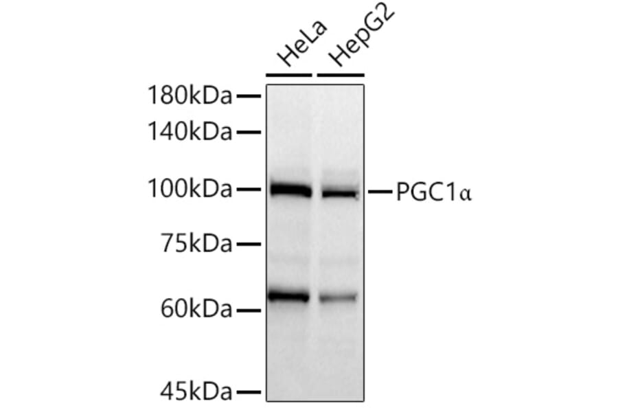 Western Blot - Anti-PGC1 alpha Antibody (A80615) - Antibodies.com