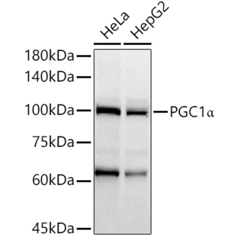 Western Blot - Anti-PGC1 alpha Antibody (A80615) - Antibodies.com