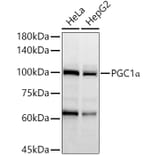 Western Blot - Anti-PGC1 alpha Antibody (A80615) - Antibodies.com