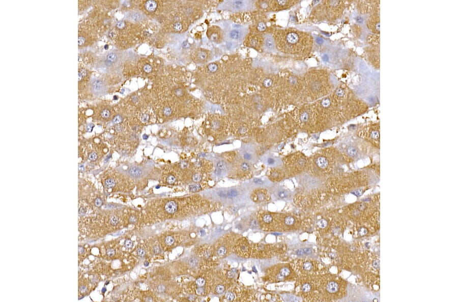 Immunohistochemistry - Anti-PGC1 alpha Antibody (A80615) - Antibodies.com