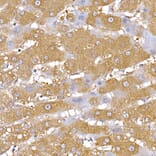 Immunohistochemistry - Anti-PGC1 alpha Antibody (A80615) - Antibodies.com