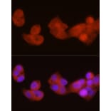 Immunofluorescence - Anti-PGC1 alpha Antibody (A80615) - Antibodies.com