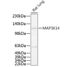 Western Blot - Anti-NFkB Inducing Kinase NIK Antibody (A80619) - Antibodies.com