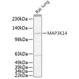 Western Blot - Anti-NFkB Inducing Kinase NIK Antibody (A80619) - Antibodies.com