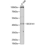 Western Blot - Anti-SEC61A Antibody (A80623) - Antibodies.com