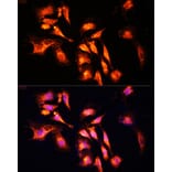 Immunofluorescence - Anti-LAMTOR1 Antibody (A80625) - Antibodies.com