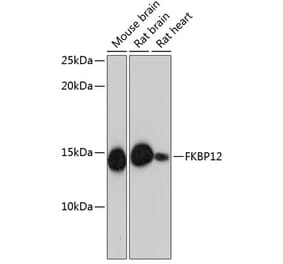 Western Blot - Anti-FKBP12 Antibody [ARC0654] (A80626) - Antibodies.com