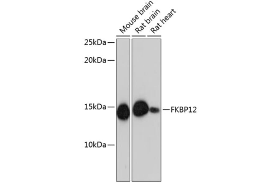 Western Blot - Anti-FKBP12 Antibody [ARC0654] (A80626) - Antibodies.com