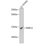 Western Blot - Anti-FKBP12 Antibody [ARC0654] (A80626) - Antibodies.com