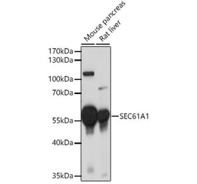 Western Blot - Anti-SEC61A Antibody (A80629) - Antibodies.com