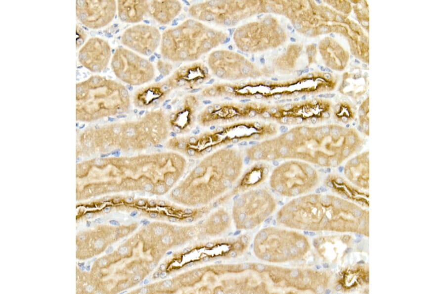 Immunohistochemistry - Anti-NKCC1 Antibody (A80631) - Antibodies.com