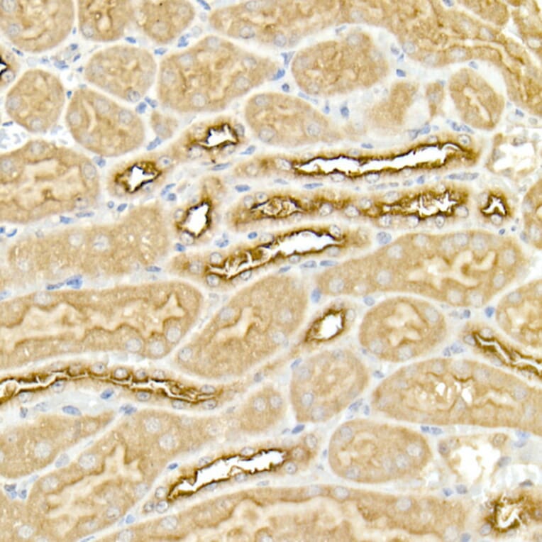 Immunohistochemistry - Anti-NKCC1 Antibody (A80631) - Antibodies.com