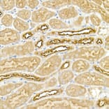 Immunohistochemistry - Anti-NKCC1 Antibody (A80631) - Antibodies.com