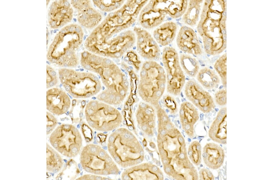 Immunohistochemistry - Anti-NKCC1 Antibody (A80631) - Antibodies.com