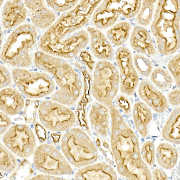 Immunohistochemistry - Anti-NKCC1 Antibody (A80631) - Antibodies.com